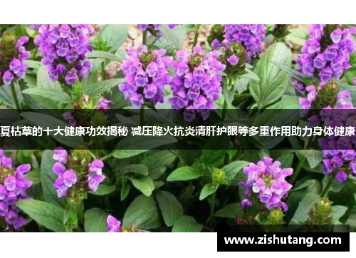 夏枯草的十大健康功效揭秘 减压降火抗炎清肝护眼等多重作用助力身体健康